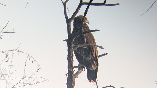 Greater Spotted Eagle