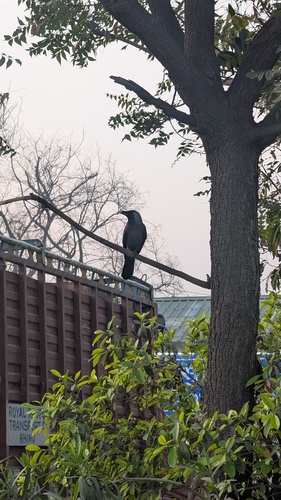 House Crow