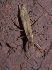 Pnirontis modesta