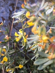 Acmispon dendroideus