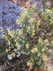 Acmispon dendroideus