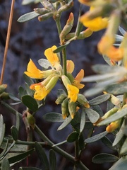 Acmispon dendroideus