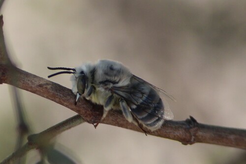 Pallid Habropoda photo 3