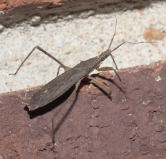 Pygolampis pectoralis