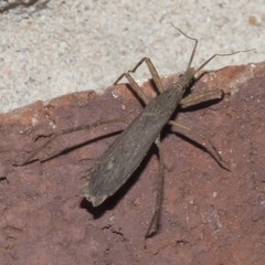 Pygolampis pectoralis