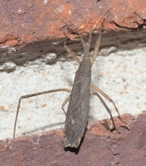 Pygolampis pectoralis