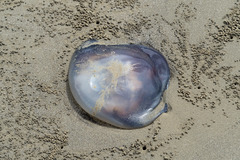 Dactyliophorae