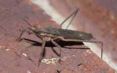 Pygolampis pectoralis