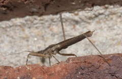 Pygolampis pectoralis