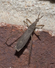 Pygolampis pectoralis