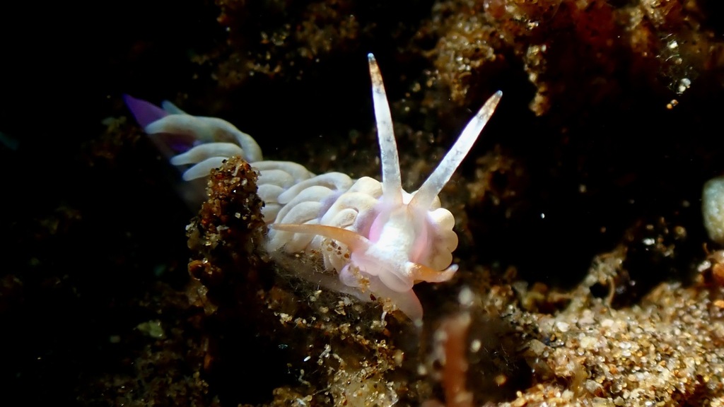 Tenellia nakapila