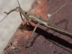 Pygolampis pectoralis