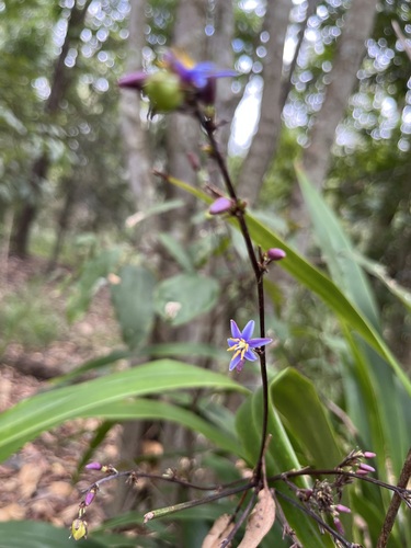 blue flax-lily (Dianella caerulea)