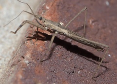 Pygolampis pectoralis