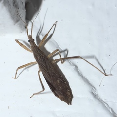 Pygolampis pectoralis