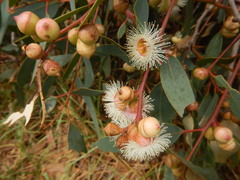 Eucalyptus cosmophylla