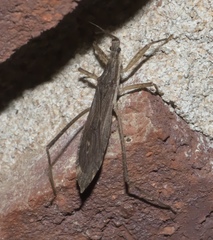 Pygolampis pectoralis