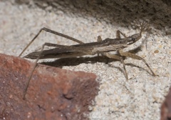 Pygolampis pectoralis