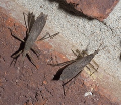 Pygolampis pectoralis