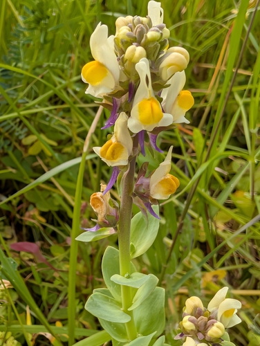 Three-leaved Toadflax (Linaria triphylla)
