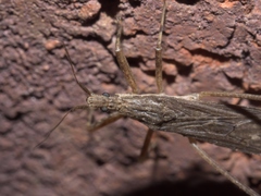 Pygolampis pectoralis