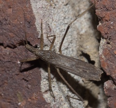 Pygolampis pectoralis