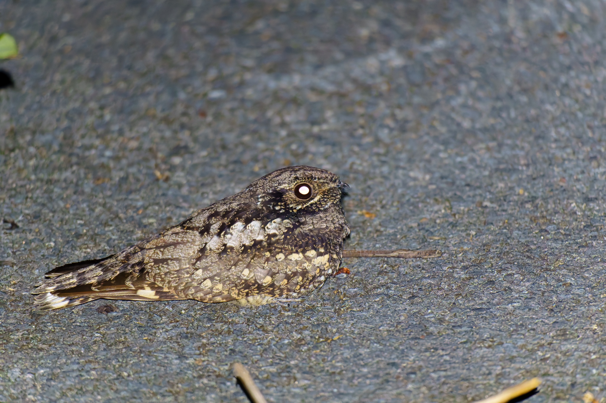 Grey Nightjar (Caprimulgus jotaka), photo 7