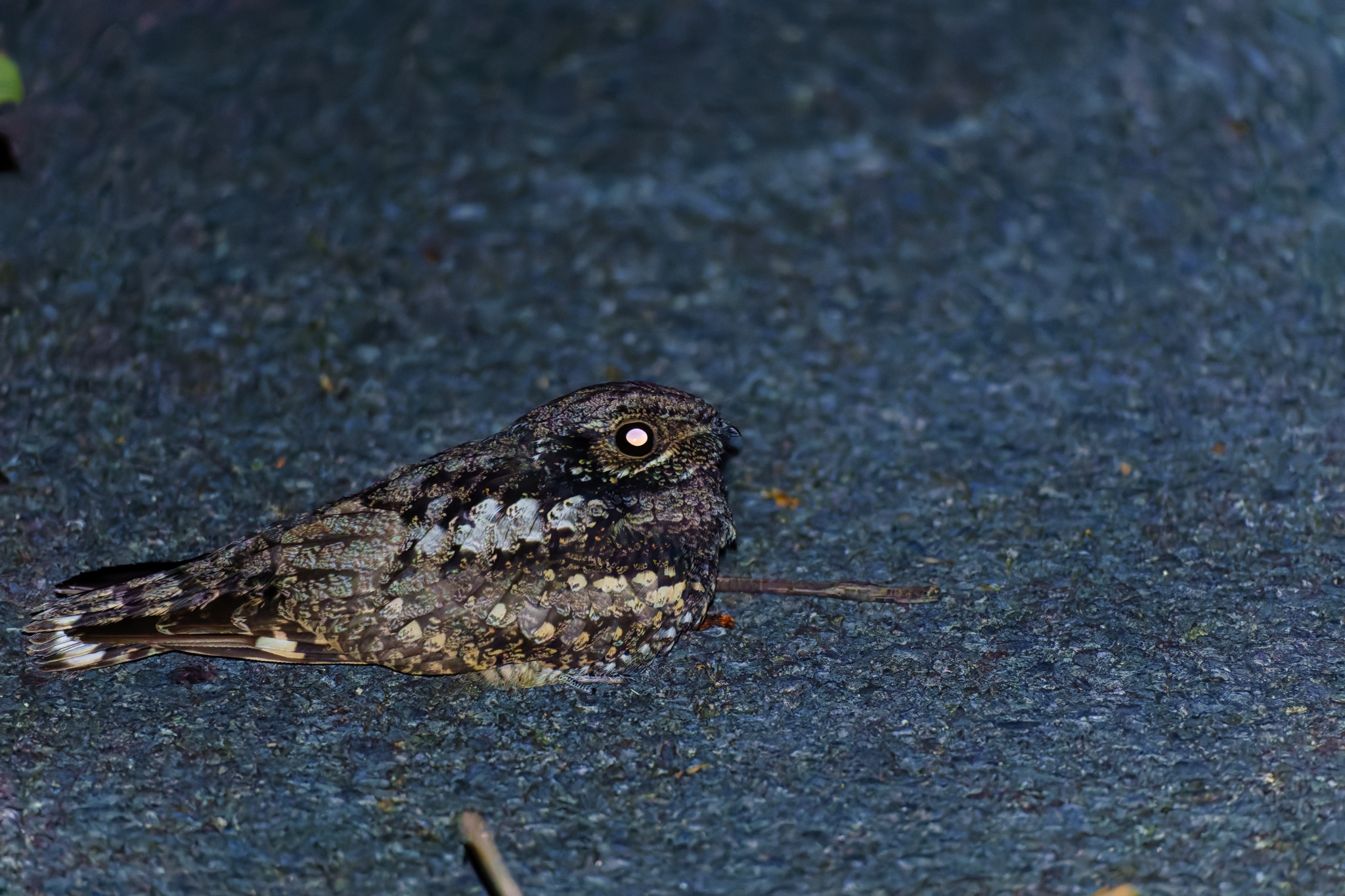 Grey Nightjar (Caprimulgus jotaka), photo 8