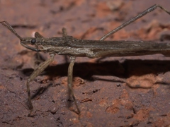 Pygolampis pectoralis