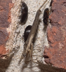 Pygolampis pectoralis