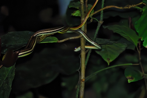 Striped Bronzeback