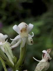 Habenaria monorrhiza