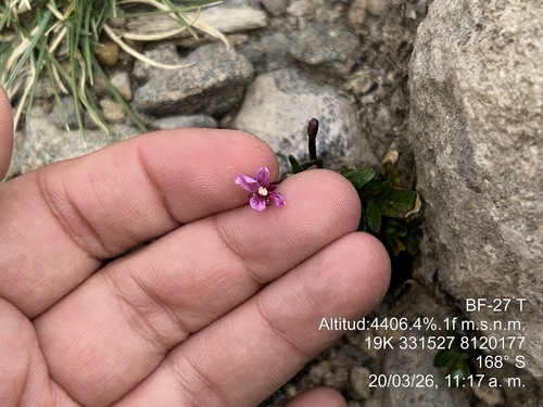 Epilobium fragile (Epilobium fragile)