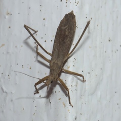 Pygolampis pectoralis