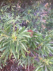 Lyonothamnus floribundus