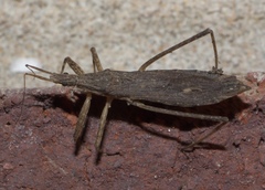 Pygolampis pectoralis