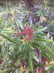 Lyonothamnus floribundus