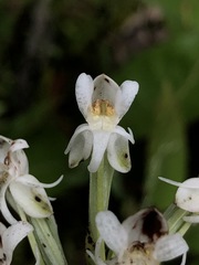 Habenaria monorrhiza