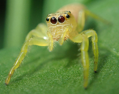 Salticidae