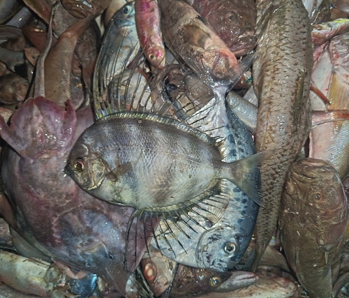 Sailfin velifer (Velifer hypselopterus) — Veliferidae — 3
