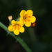 Common Fiddleneck - Photo (c) jalopy, some rights reserved (CC BY-NC)