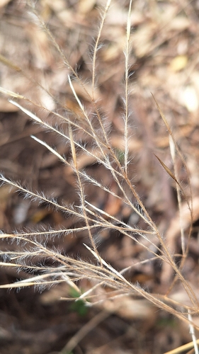 Feather Speargrass (Austrostipa elegantissima)