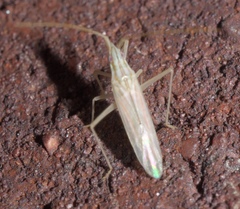 Trigonotylus pulcher