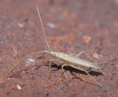 Trigonotylus pulcher