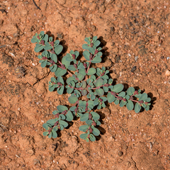 Euphorbia drummondii