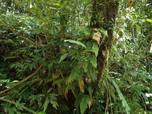 Callistopteris apiifolia observed 2026-03-14