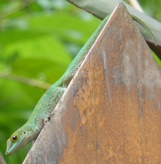 Phelsuma sundbergi longinsulae