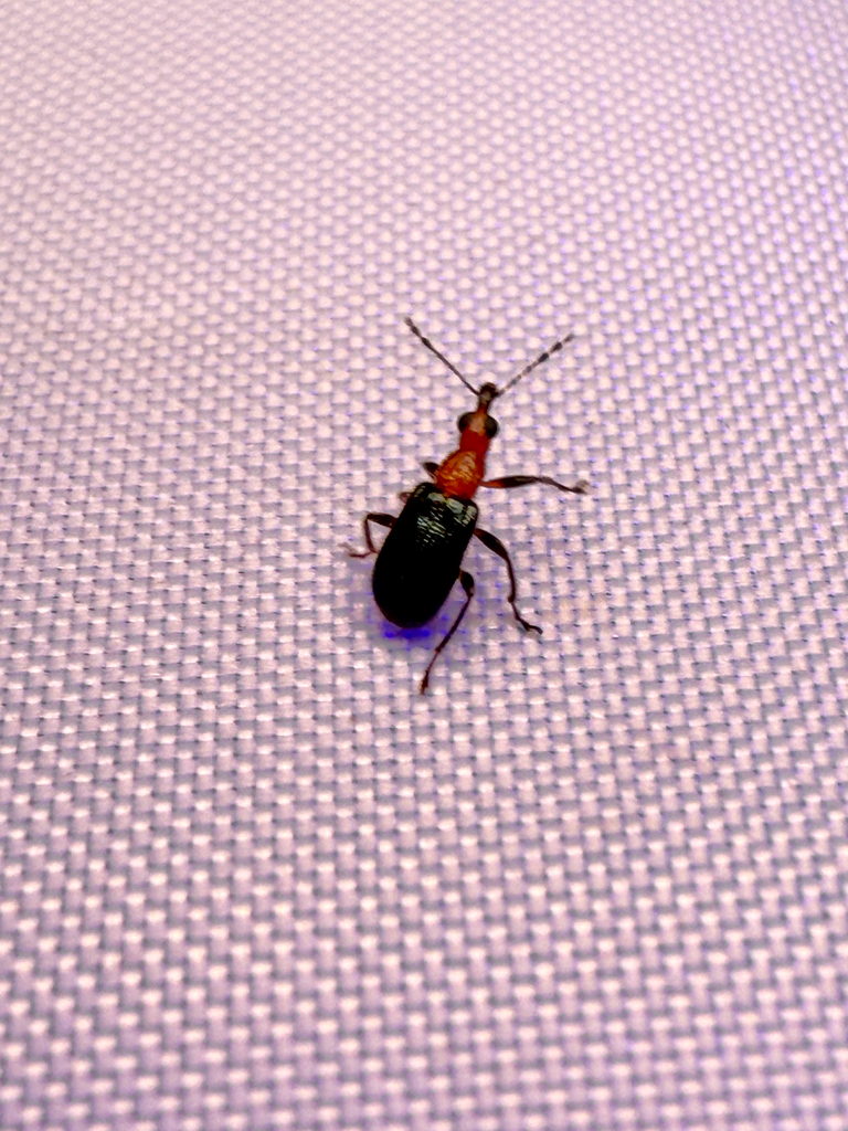 Eugnamptus angustatus