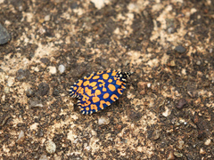 Pseudatteria dictyanthes