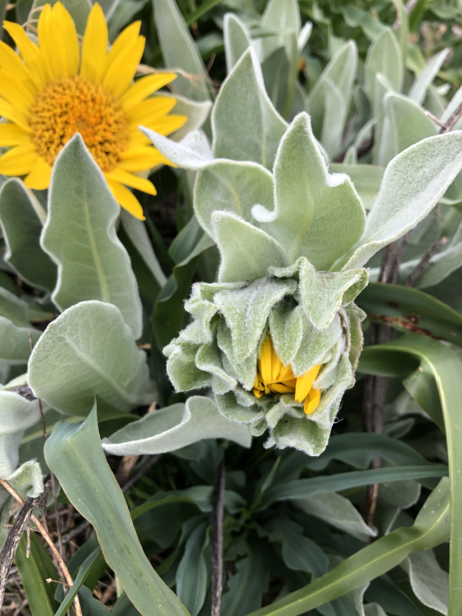 Wyethia helenioides